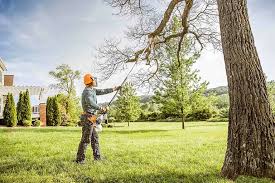 Best Palm Tree Trimming  in West Falls Church, VA